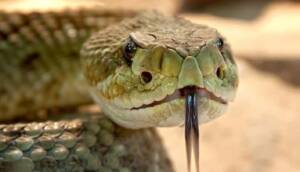 Tayland’da 15 dakikada bir "Evimde yılan var" şikayeti