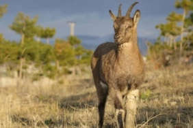 WWF Yaban hayatı popülasyonunda 1970'ten bu yana yüzde 69 düşüş var