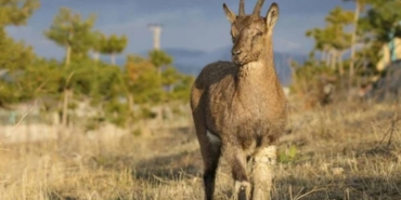 WWF Yaban hayatı popülasyonunda 1970'ten bu yana yüzde 69 düşüş var