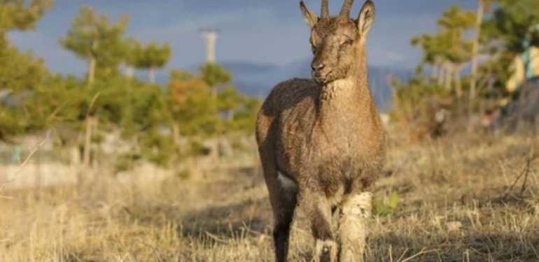 WWF: Yaban hayatı popülasyonunda 1970’ten bu yana yüzde 69 düşüş var