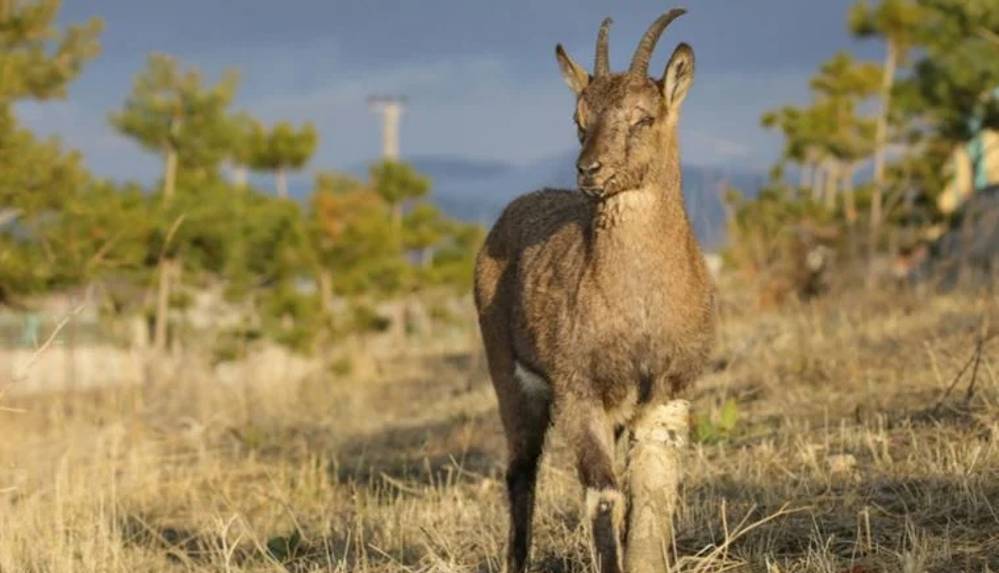 WWF: Yaban hayatı popülasyonunda 1970'ten bu yana yüzde 69 düşüş var