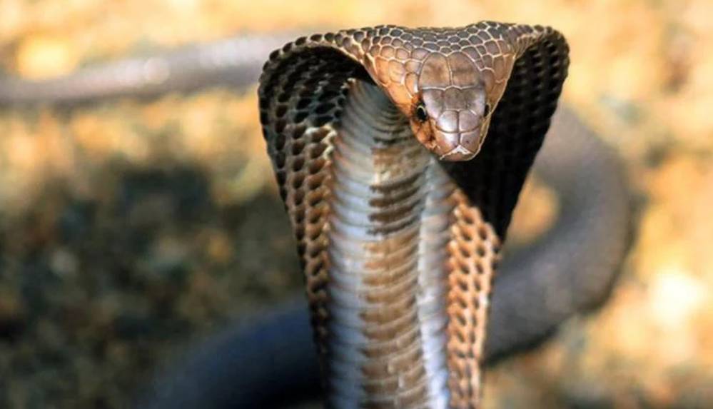 Zehirli kral kobra alarmı: 6 gündür bulunamadı!