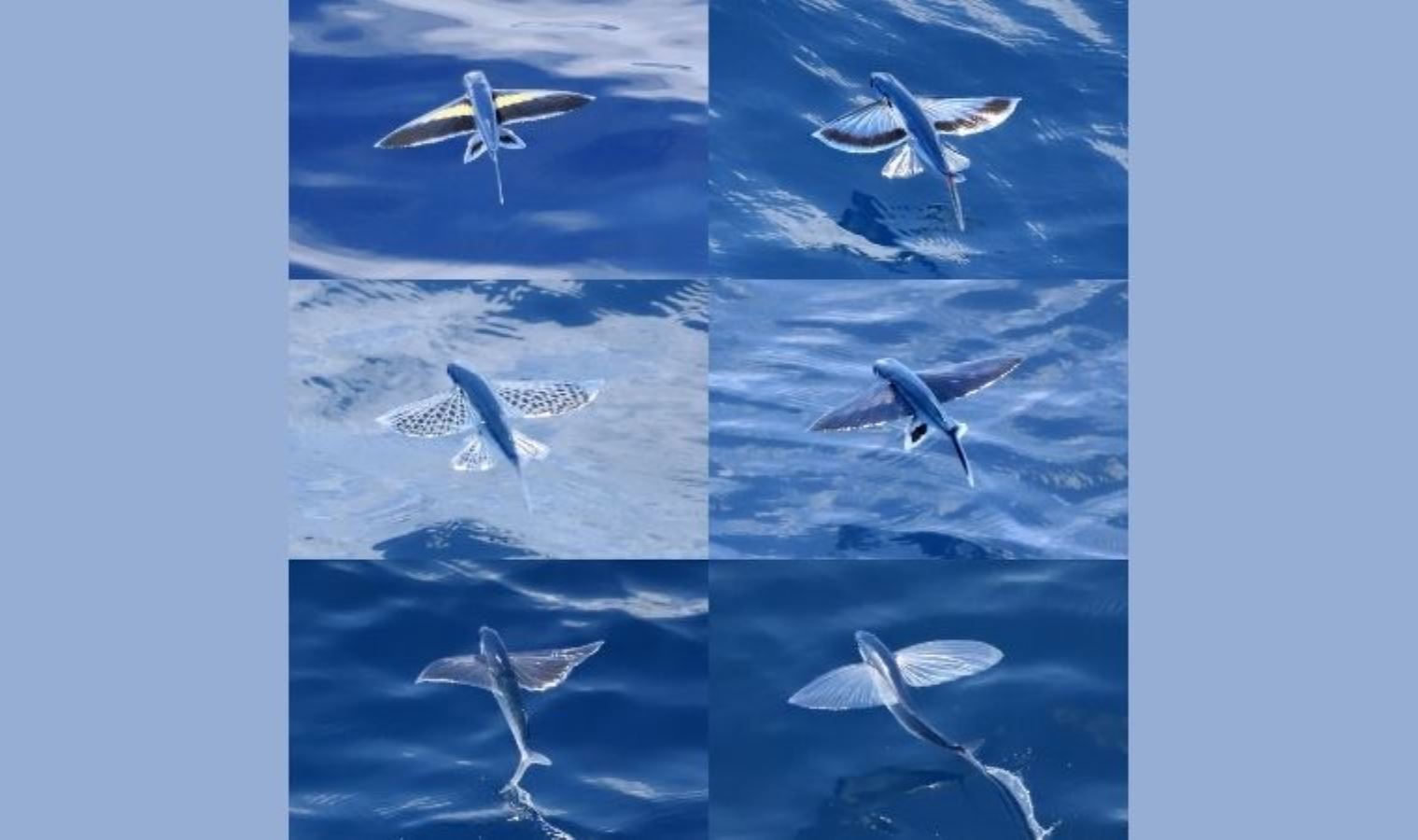 Dinozorlardan kalma deniz dağlarında sıradışı canlılar bulundu