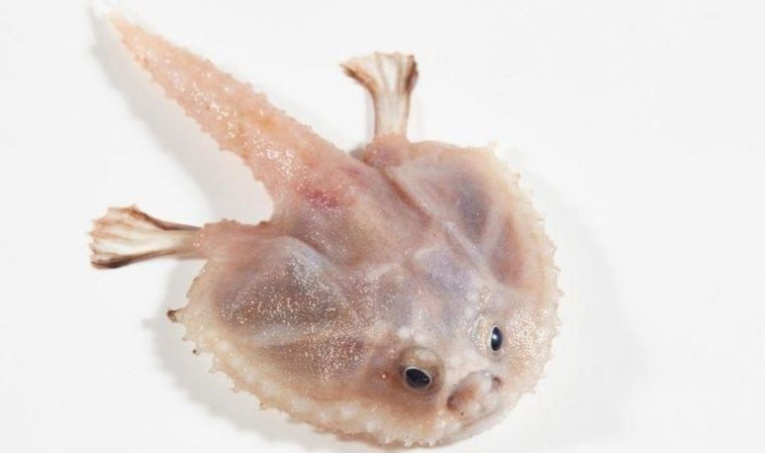 Dinozorlardan kalma deniz dağlarında sıradışı canlılar bulundu