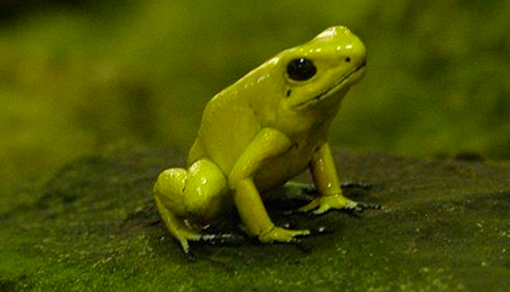 ABD Milli Park Hizmeti'nden ‘Kurbağaları yalamayın’ çağrısı 4 ABD Milli Park Hizmeti'nden ‘Kurbağaları yalamayın’ çağrısı