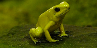 ABD Milli Park Hizmeti'nden ‘Kurbağaları yalamayın’ çağrısı