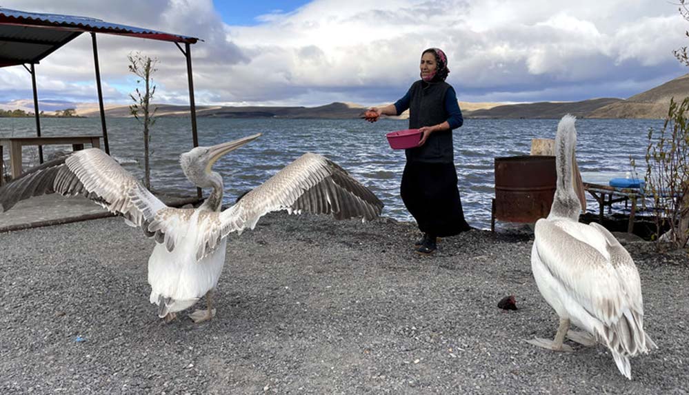 Ardahan'da-balıkçı-ailenin-sahiplendiği-iki-pelikan-göç-etmedi