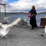 Ardahan'da-balıkçı-ailenin-sahiplendiği-iki-pelikan-göç-etmedi