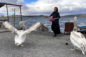 Ardahan'da-balıkçı-ailenin-sahiplendiği-iki-pelikan-göç-etmedi