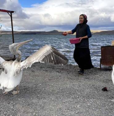 Ardahan'da-balıkçı-ailenin-sahiplendiği-iki-pelikan-göç-etmedi