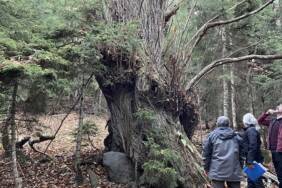 Artvin'de-7-kestane-'anıt-ağaç'-olarak-tescillendi