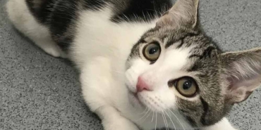 Cinsel-organı-olmayan-kedi,-uzmanları-şaşırttı-