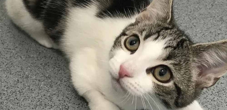 Ne dişi ne de erkek: Cinsel organı olmayan kedi, uzmanları şaşırttı 6 Cinsel-organı-olmayan-kedi,-uzmanları-şaşırttı-