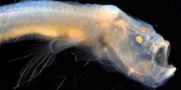 Dinozorlardan kalma deniz dağlarında sıradışı canlılar bulundu