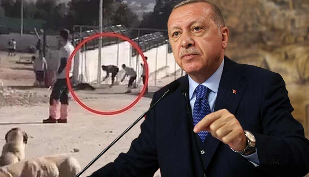 Erdoğan'dan Konya'daki köpek katliamına tepki