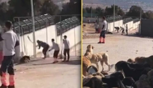 Erdoğan’ın bir hafta önce örnek gösterdiği belediyenin hayvan barınağında vahşet! Görevli, elindeki sopayla köpeği öldürdü