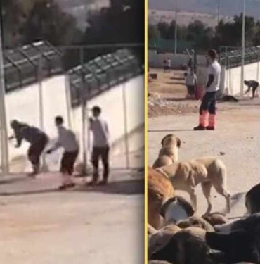 Erdoğan’ın bir hafta önce örnek gösterdiği belediyenin hayvan barınağında vahşet! Görevli, elindeki sopayla köpeği öldürdü 9 Erdoğan’ın-bir-hafta-önce-örnek-gösterdiği-belediyenin-barınağında-korkunç-görüntüler!-Vura-vura-öldürdü…