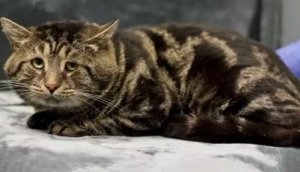 İnternetin "depresif kedisi" yeni yuvasına kavuştu