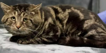 İnternetin-'depresif-kedisi'-yeni-yuvasına-kavuştu