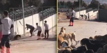 Konya’da barınakta köpeği katleden canilerin ifadeleri ortaya çıktı- “İlk köpek bana saldırdı ben de kendimi korudum”