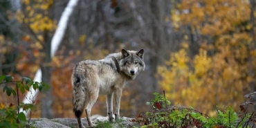 Kuduz, nedir, tedavisi var mı, belirtileri neler