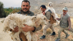 Mersin’de avcı, yorulan köpeği 5 kilometre sırtında taşıdı