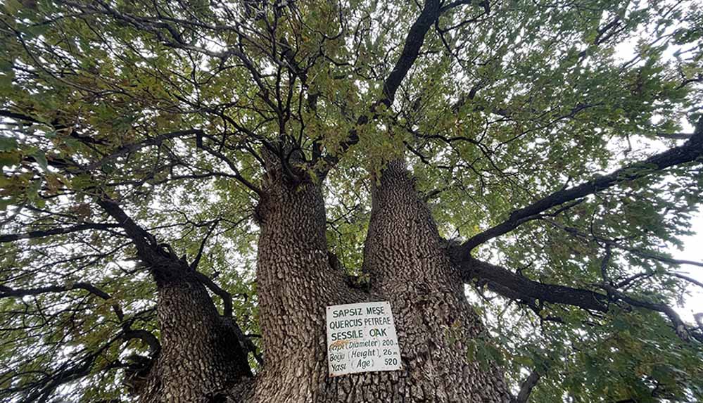 Nevşehir’in anıt ağacı 530 yıllık sapsız meşe görkemiyle hala ayakta