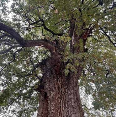 Nevşehir’in anıt ağacı 530 yıllık sapsız meşe görkemiyle hala ayakta