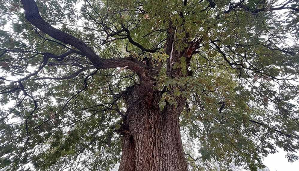 Nevşehir’in anıt ağacı 530 yıllık sapsız meşe görkemiyle hala ayakta