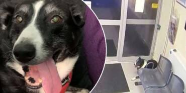 Sahibini-kaybeden-köpek-polis-merkezine-gidip-bulunmayı-bekledi-1