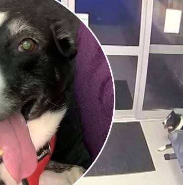 Sahibini kaybeden köpek polis merkezine gidip bulunmayı bekledi 8 Sahibini-kaybeden-köpek-polis-merkezine-gidip-bulunmayı-bekledi-1