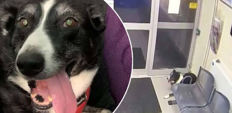 Sahibini kaybeden köpek polis merkezine gidip bulunmayı bekledi