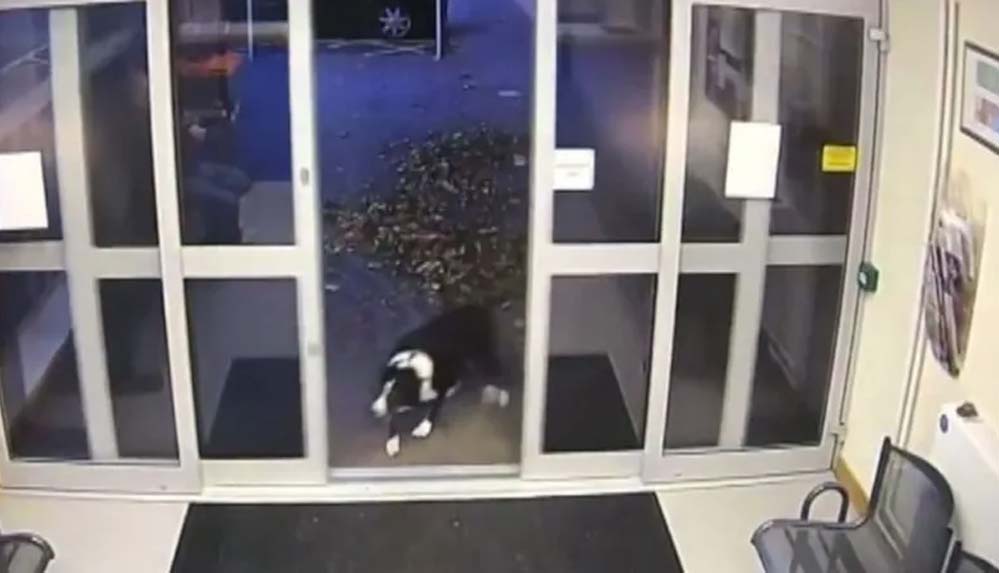 Sahibini kaybeden köpek polis merkezine gidip bulunmayı bekledi