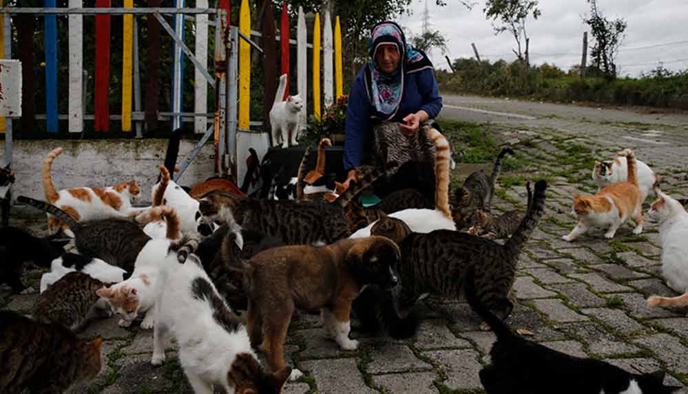 Samsun’da bir kadın 'evlatlarım' dediği 100'den fazla kediye bakıyor