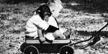 Tarihin-en-ürkütücü-deneylerinden-biri--Şempanzeye-benzeyen-bebek-büyüyünce-intihar-etti