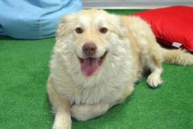 Yaralı-bulunup-tedavi-ettirilen-köpek-'Pamuk'-öğrencilerin-arkadaşı-oldu
