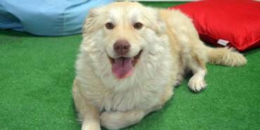 Yaralı-bulunup-tedavi-ettirilen-köpek-'Pamuk'-öğrencilerin-arkadaşı-oldu