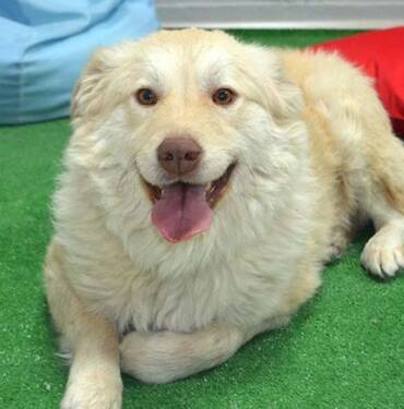 Yaralı bulunup tedavi ettirilen köpek 'Pamuk' öğrencilerin arkadaşı oldu 2 Yaralı-bulunup-tedavi-ettirilen-köpek-'Pamuk'-öğrencilerin-arkadaşı-oldu