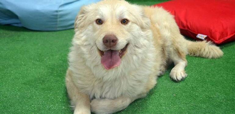 Yaralı bulunup tedavi ettirilen köpek ‘Pamuk’ öğrencilerin arkadaşı oldu
