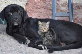 Yavruları-ölen-köpek-'Ceki',-annesini-kaybeden-kediye-annelik-yapıyor