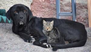 Yavruları ölen köpek 'Ceki', annesini kaybeden kediye annelik yapıyor