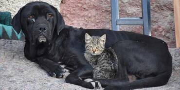 Yavruları-ölen-köpek-'Ceki',-annesini-kaybeden-kediye-annelik-yapıyor