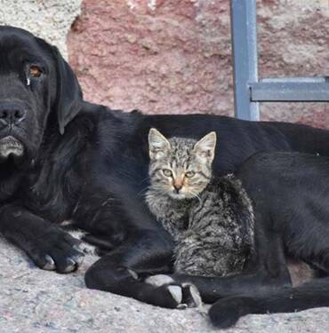 Yavruları ölen köpek 'Ceki', annesini kaybeden kediye annelik yapıyor 4 Yavruları-ölen-köpek-'Ceki',-annesini-kaybeden-kediye-annelik-yapıyor