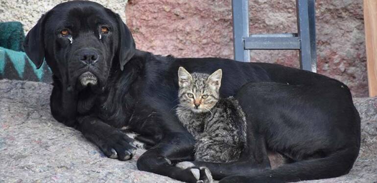 Yavruları ölen köpek ‘Ceki’, annesini kaybeden kediye annelik yapıyor