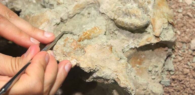 Avustralya’da 100 milyon yıl öncesine ait elasmosaurus iskeleti bulundu