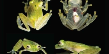 Cam-kurbağaların-nasıl-saydamlaştığı-bulundu-