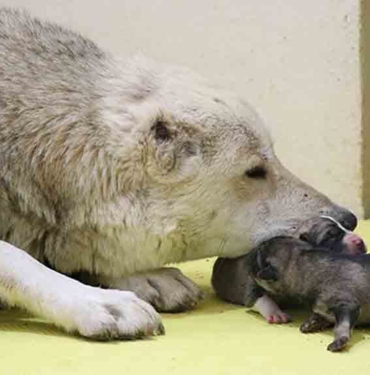 Çöp konteynerine atılan yavru köpekleri temizlik işçileri kurtardı 7 Çöp-konteynerine-atılan-yavru-köpekleri-temizlik-işçileri-kurtardı-