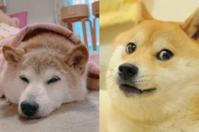'Dogecoin'in-ilhamı-olan-köpek,-kansere-yakalandı-