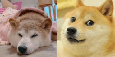 'Dogecoin'in-ilhamı-olan-köpek,-kansere-yakalandı-
