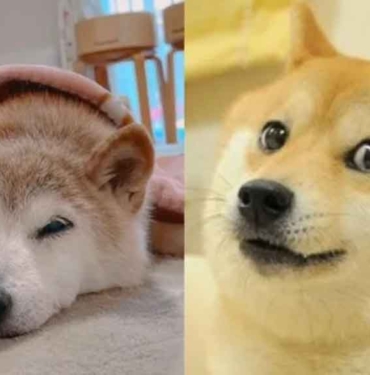 'Dogecoin'in ilhamı olan köpek, kansere yakalandı 3 'Dogecoin'in-ilhamı-olan-köpek,-kansere-yakalandı-